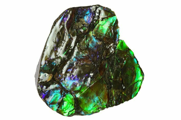 Iridescent Ammolite (Fossil Ammonite Shell) - Alberta, Canada #143551